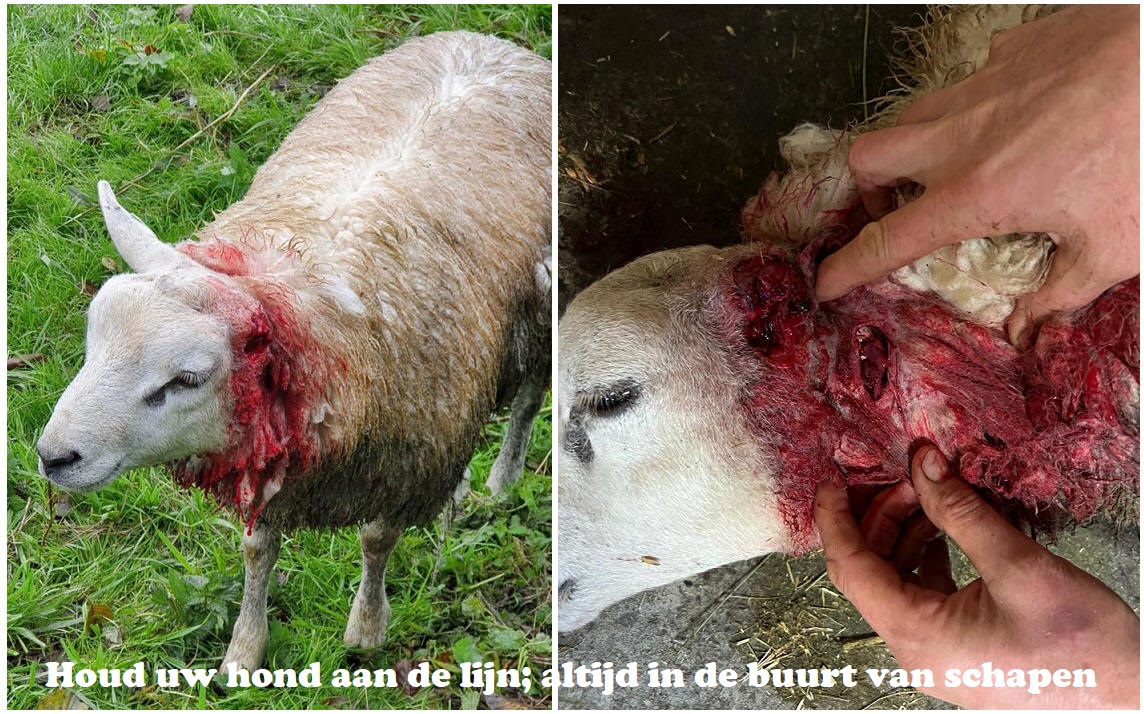 Houd uw hond aan de lijn; altijd in de buurt van schapen