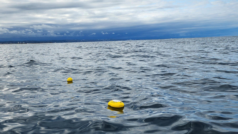 Kaas in het Markermeer