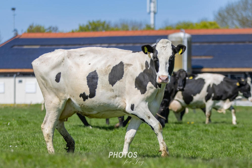 Koeien van Terlouw staan weer buiten in de wei