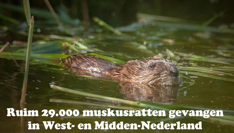 Ruim 29.000 muskusratten gevangen in West- en Midden-Nederland