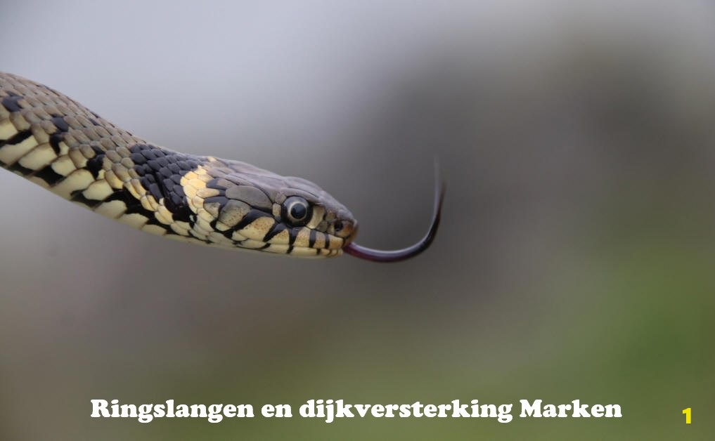 Ringslangen en dijkversterking Marken