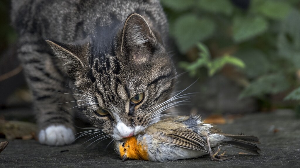 Houd je kat de komende 2 maanden binnen