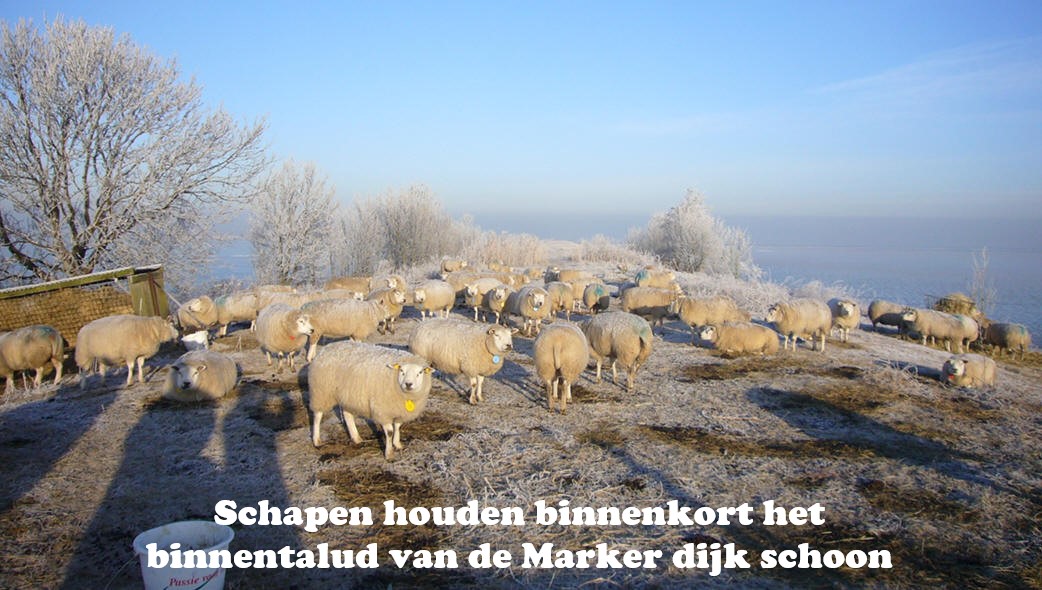 Schapen houden binnenkort het binnentalud van de dijk op Marken schoon