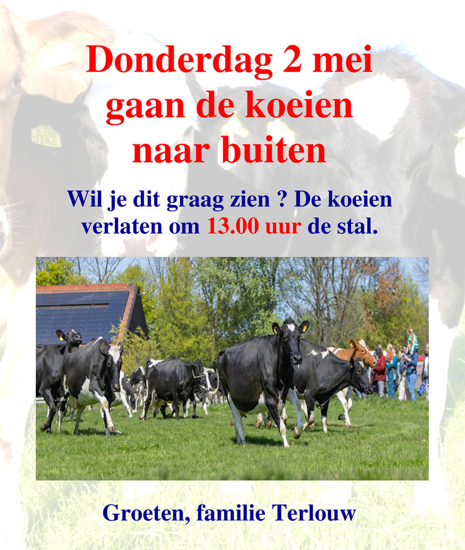 Donderdag 2 mei gaan de koeien naar buiten