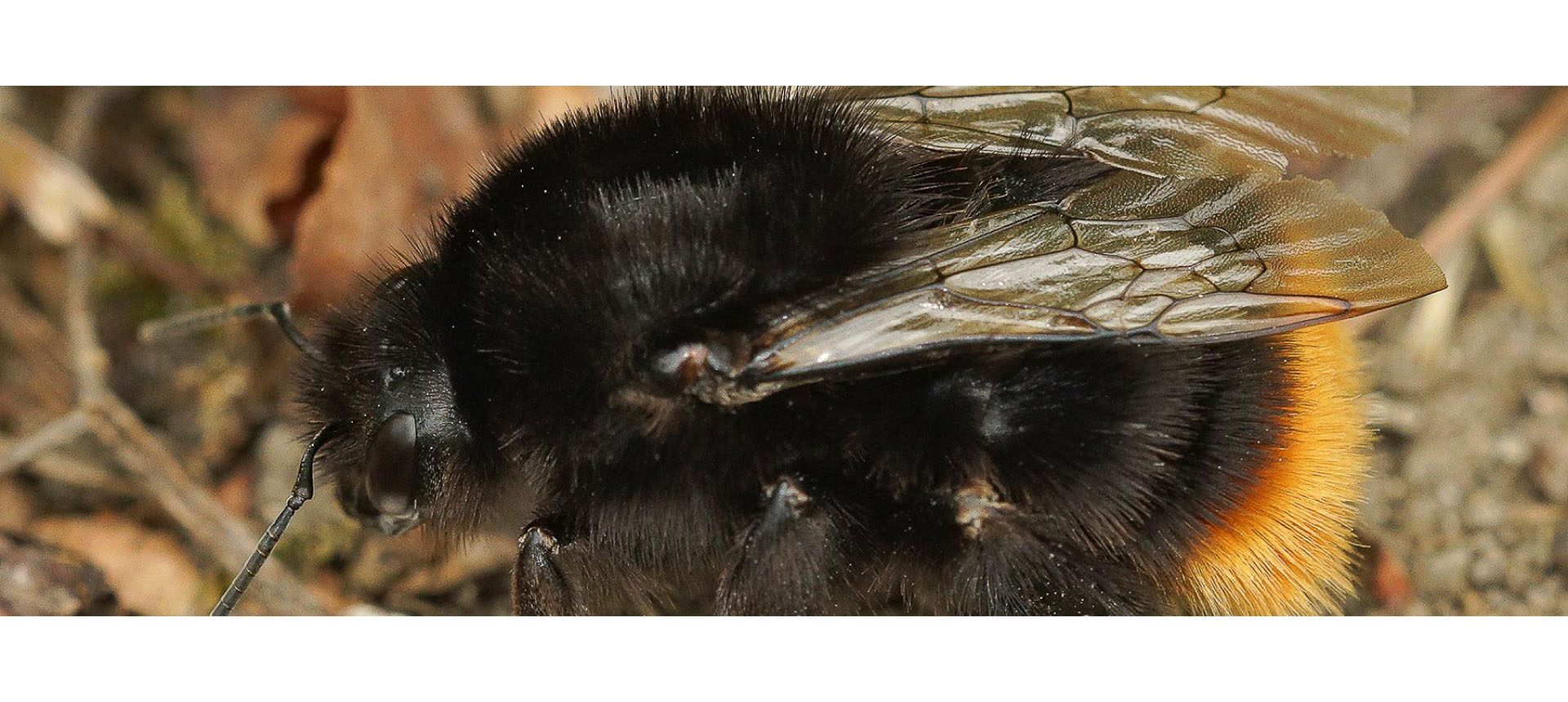 Burgeronderzoekers gezocht om de impact van pesticiden op hommels in kaart te brengen