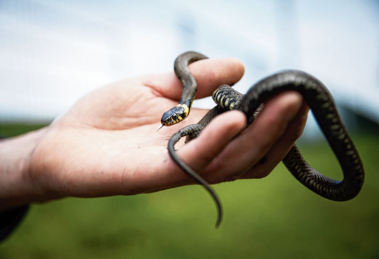 Het nut van ringslangen