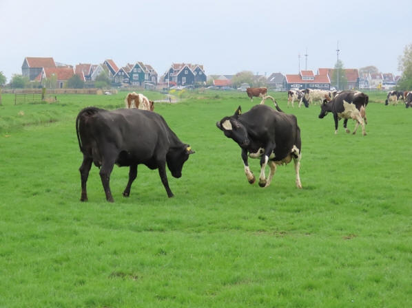 De koeien van de familie Terlouw mogen weer naar buiten