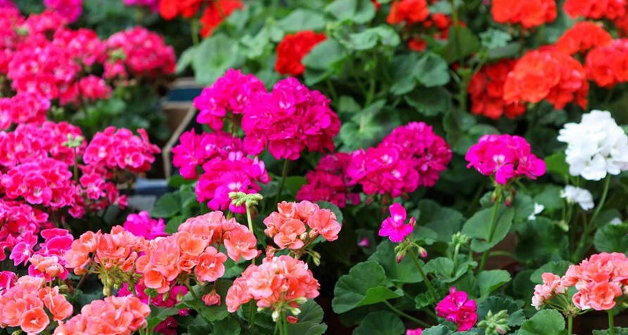 Geraniumactie van Diaconie  een groot succes