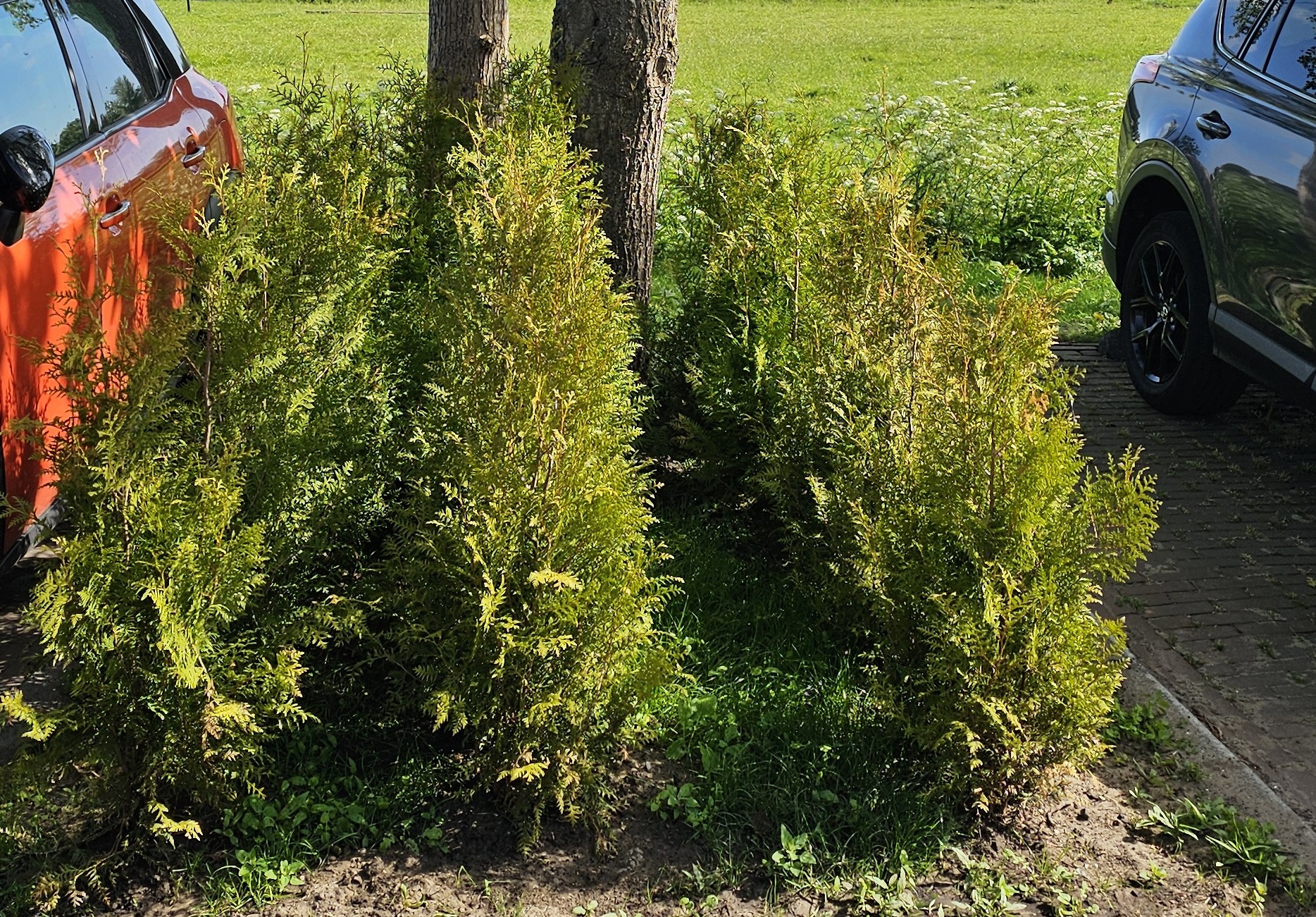 30 coniferen op 3 vierkante meter