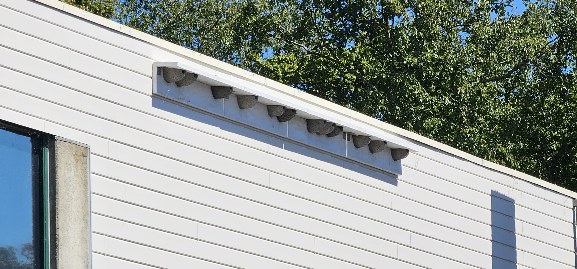 Zwaluwen krijgen nieuw onderkomen dankzij Milieu- en Natuurwerkgroep Eilandraad Marken