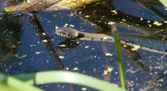 Is de ringslang een bedreiging voor de amfibieën populatie op marken