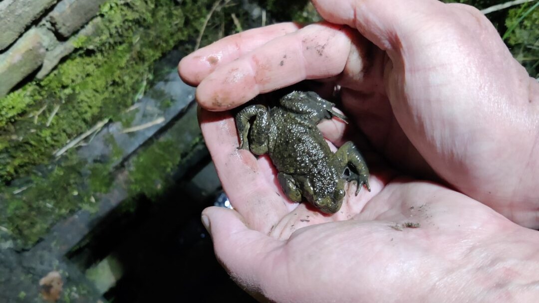 Gezocht: hoeder van de Gewone pad
