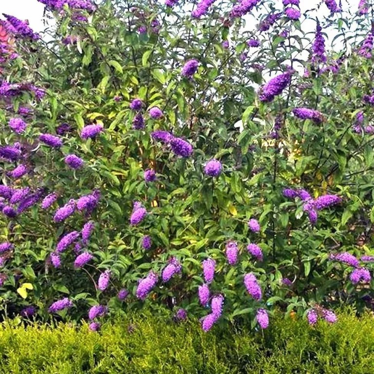 Zaterdagochtend 13 december gratis bomen halen